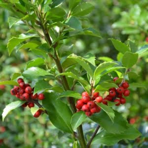 Ilex meserveae Heckenpracht Magyal