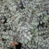 Lonicera nitida 'Silver Beauty', az ezüstlevelű mirtuszlonc örökzöld fehér szegélyű levelei
