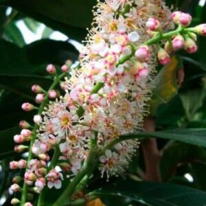 babermeggy-bonaparte-ara-prunus-laurocerasus