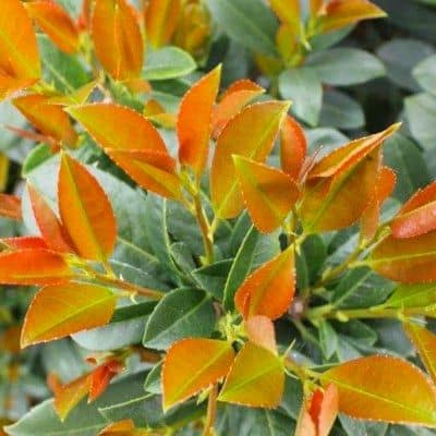 prunus-laurocerasus-bonaparte-babermeggy-örökzöld-cserje-bokor-sövény-koronakert.hu babermeggy-bonaparte-ara-prunus-laurocerasus