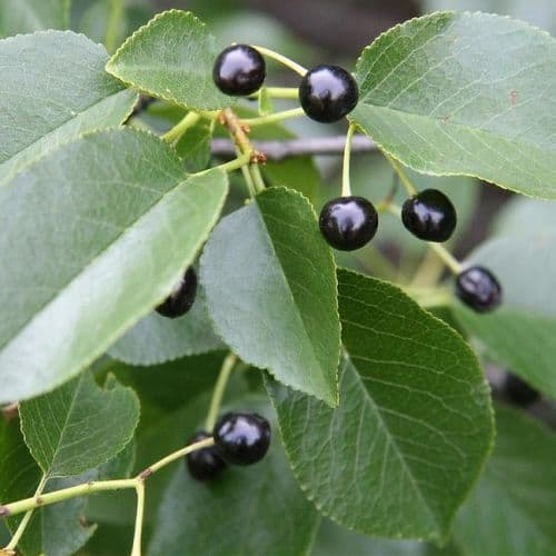 sajmeggy-prunus-mahaleb-meggyfa-koronakert.hu1