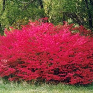 Szárnyas kecskerágó Euonymus alatus Compactus