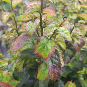 Oszlopos Perzsa Varázsfa 100 cm "Parrotia persica Persian Spire"