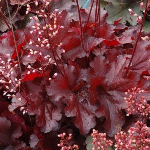 Heuchera Forever Red