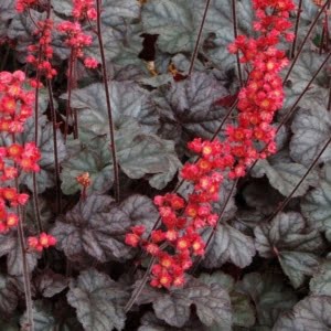 Heuchera-Hollywood-tűzeső