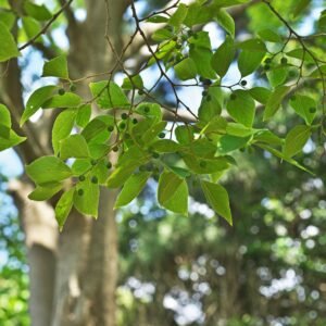 Keleti ostorfa-celtis-australis-szarazsagturo-diszfa-ar-www.koronakert.hu