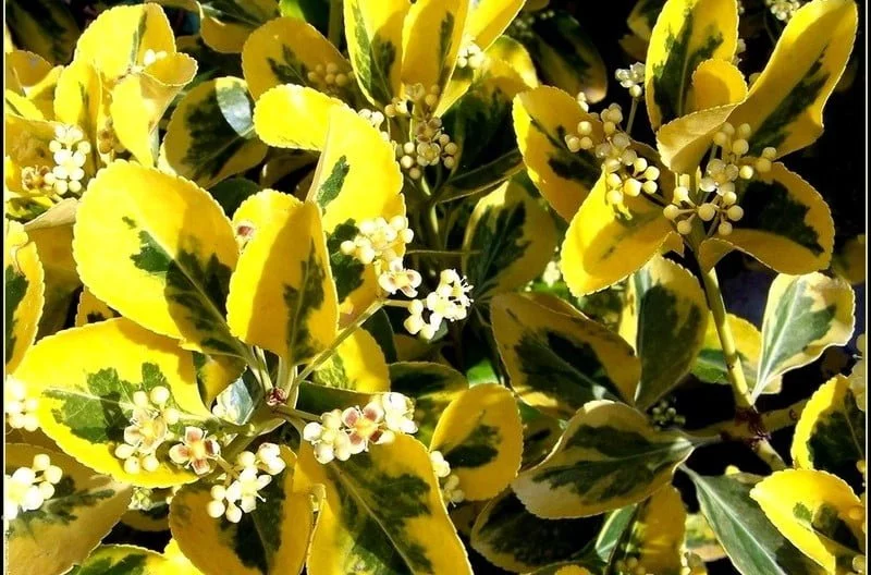 arany-japan-kecskerago-bokor-euonymus-japonicus-aureomarginata-koronakert.hu arany-japan-kecskerago-bokor-euonymus-japonicus-aureomarginata-koronakert.hu