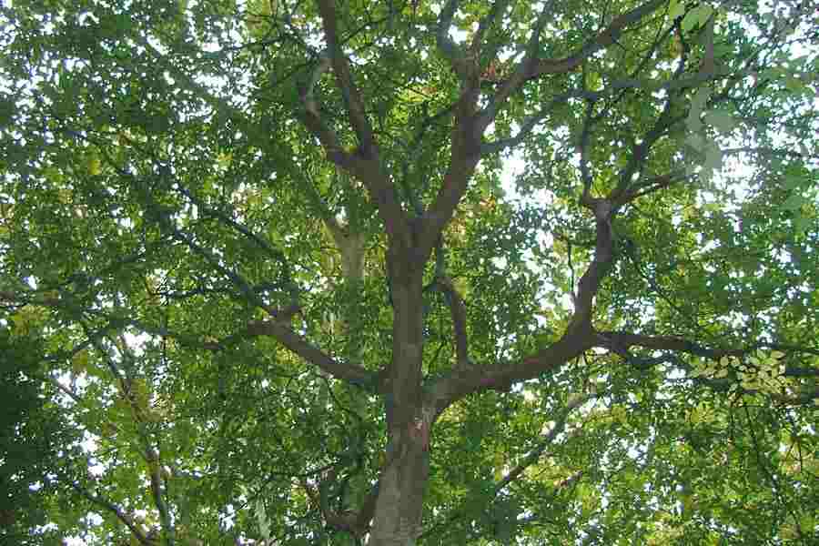 celtis-australis-keleti-ostorfa-koronakert.hu2