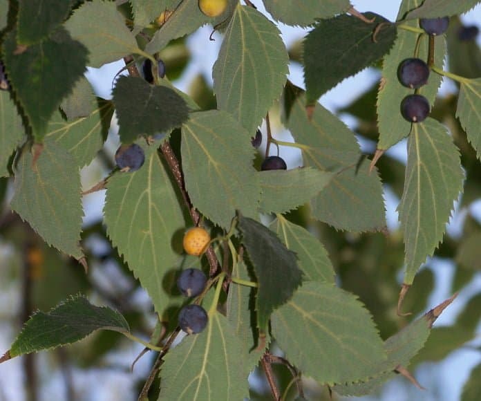 celtis-australis-keleti-ostorfa-koronakert.hu3