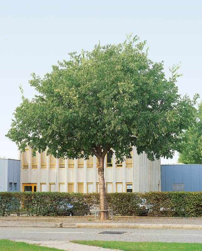 celtis-australis-keleti-ostorfa-koronakert.hu