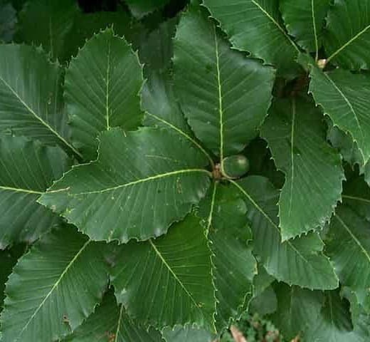quercus-pontica-pontuszi-tölgy-120cm-koronakert.hu1