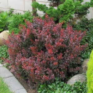 Törpe japán vérborbolya "Atropurpurea Nana"