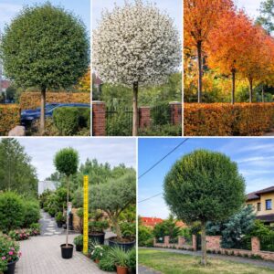 gömb csepleszmeggy díszfa ár, Prunus fruticosa Globosa