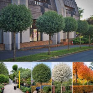 gömb csepleszmeggy díszfa ár, Prunus fruticosa Globosa