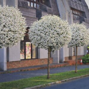 gömb csepleszmeggy díszfa ár, Prunus fruticosa Globosa