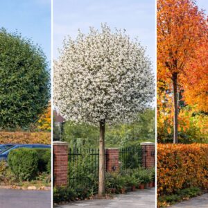gömb csepleszmeggy díszfa ár, Prunus fruticosa Globosa