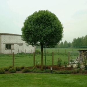 gömb csepleszmeggy díszfa ár, Prunus fruticosa Globosa