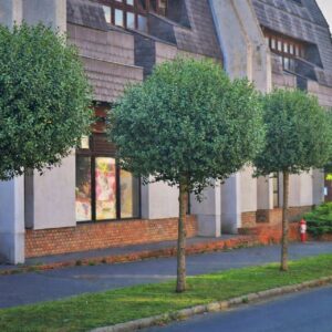 gömb csepleszmeggy díszfa ár, Prunus fruticosa Globosa