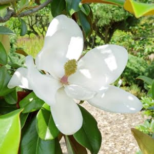 Magnolia grandiflora Goliath