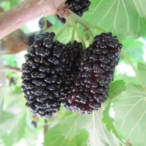 eperfa_sziciliai_fekete_csemete-ara-elado-morus-nigra-alba-www.koronakert.hu