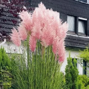 rozsaszin-pampafu-ar-cortaderia-selloana-pink-feather