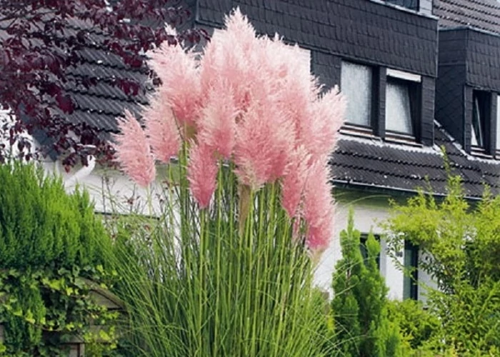 rozsaszin pampafü-ar-cortaderia-selloana-pink-feather-www.koronakert.hu-2 rozsaszin-pampafu-ar-cortaderia-selloana-pink-feather