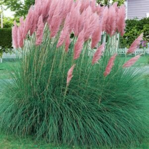 rozsaszin-pampafu-ar-cortaderia-selloana-pink-feather