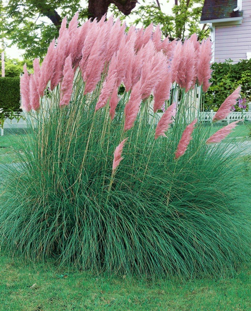 rozsaszin pampafü-ar-cortaderia-selloana-pink-feather-www.koronakert.hu-3 rozsaszin-pampafu-ar-cortaderia-selloana-pink-feather