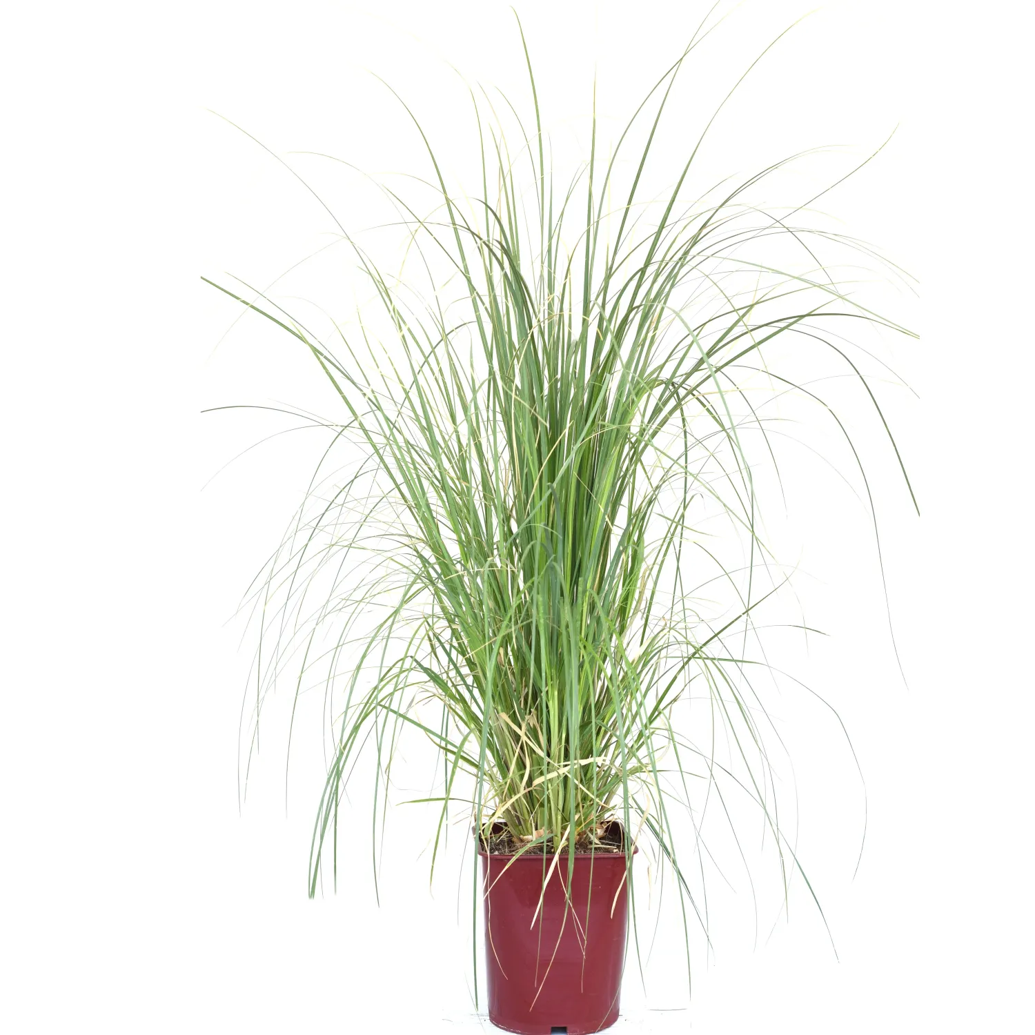 rozsaszin pampafü-ar-cortaderia-selloana-pink-feather-www.koronakert.hu-4 rozsaszin-pampafu-ar-cortaderia-selloana-pink-feather