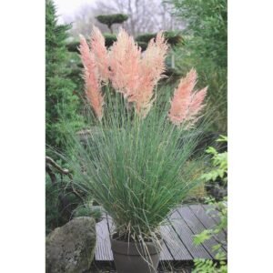 rozsaszin pampafu-ar-cortaderia-selloana-pink-feather