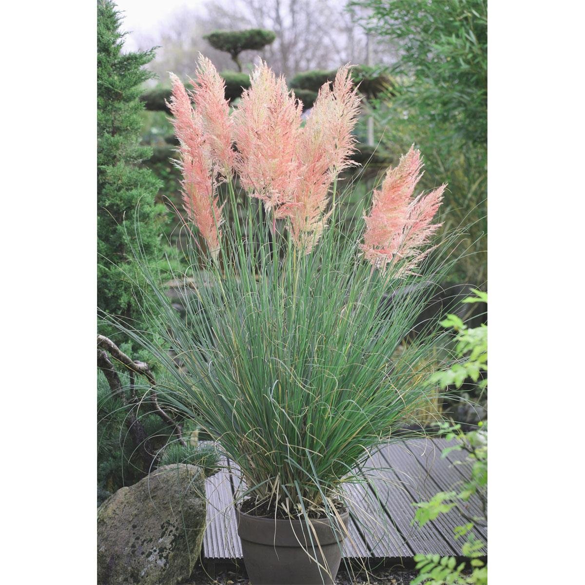 rozsaszin pampafü-ar-cortaderia-selloana-pink-feather-www.koronakert.hu-56 rozsaszin pampafu-ar-cortaderia-selloana-pink-feather