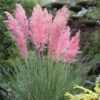 rozsaszin pampafu-ar-cortaderia-selloana-pink-feather