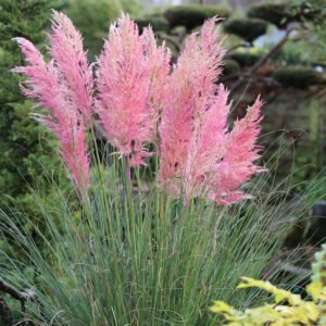 rozsaszin pampafu-ar-cortaderia-selloana-pink-feather