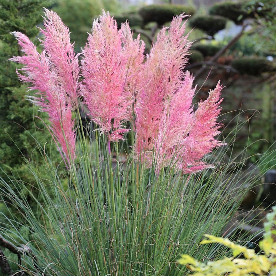 rozsaszin pampafü-ar-cortaderia-selloana-pink-feather-www.koronakert.hu rozsaszin pampafu-ar-cortaderia-selloana-pink-feather