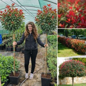 Magastörzsű korallberkenye, Photinia, Photinia vásárlás, korallberkenye ár, Photinia eladó, Photinia konténeres, Photinia szabadgyökerű, korallberkenye növény ár, Photinia telepítése, Photinia gondozása, Photinia metszése, korallberkenye sövény növény, Photinia sövény telepítés, Photinia növekedés, Photinia magasság, korallberkenye konténer méret, Photinia fagytűrés, Photinia télállóság, korallberkenye betegségek, Photinia betegségek, Photinia ültetési távolság, Photinia kertbe, korallberkenye elültetése, Photinia díszcserje, korallberkenye kert, Photinia vélemények, Photinia tippek, Photinia vásárlói vélemények, Photinia webshop, korallberkenye rendelés, vörös levelű sövény növény, Photinia red robin (angol)