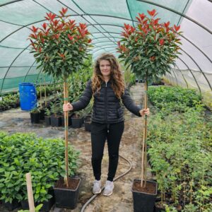 Magastörzsű korallberkenye, Photinia, Photinia vásárlás, korallberkenye ár, Photinia eladó, Photinia konténeres, Photinia szabadgyökerű, korallberkenye növény ár, Photinia telepítése, Photinia gondozása, Photinia metszése, korallberkenye sövény növény, Photinia sövény telepítés, Photinia növekedés, Photinia magasság, korallberkenye konténer méret, Photinia fagytűrés, Photinia télállóság, korallberkenye betegségek, Photinia betegségek, Photinia ültetési távolság, Photinia kertbe, korallberkenye elültetése, Photinia díszcserje, korallberkenye kert, Photinia vélemények, Photinia tippek, Photinia vásárlói vélemények, Photinia webshop, korallberkenye rendelés, vörös levelű sövény növény, Photinia red robin (angol)
