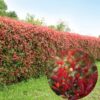 korallberkenye, Photinia, Photinia vásárlás, korallberkenye ár, Photinia eladó, Photinia konténeres, Photinia szabadgyökerű, korallberkenye növény ár, Photinia telepítése, Photinia gondozása, Photinia metszése, korallberkenye sövény növény, Photinia sövény telepítés, Photinia növekedés, Photinia magasság, korallberkenye konténer méret, Photinia fagytűrés, Photinia télállóság, korallberkenye betegségek, Photinia betegségek, Photinia ültetési távolság, Photinia kertbe, korallberkenye elültetése, Photinia díszcserje, korallberkenye kert, Photinia vélemények, Photinia tippek, Photinia vásárlói vélemények, Photinia webshop, korallberkenye rendelés, vörös levelű sövény növény, Photinia red robin (angol)