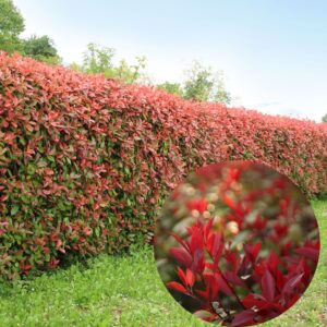 korallberkenye, Photinia, Photinia vásárlás, korallberkenye ár, Photinia eladó, Photinia konténeres, Photinia szabadgyökerű, korallberkenye növény ár, Photinia telepítése, Photinia gondozása, Photinia metszése, korallberkenye sövény növény, Photinia sövény telepítés, Photinia növekedés, Photinia magasság, korallberkenye konténer méret, Photinia fagytűrés, Photinia télállóság, korallberkenye betegségek, Photinia betegségek, Photinia ültetési távolság, Photinia kertbe, korallberkenye elültetése, Photinia díszcserje, korallberkenye kert, Photinia vélemények, Photinia tippek, Photinia vásárlói vélemények, Photinia webshop, korallberkenye rendelés, vörös levelű sövény növény, Photinia red robin (angol)