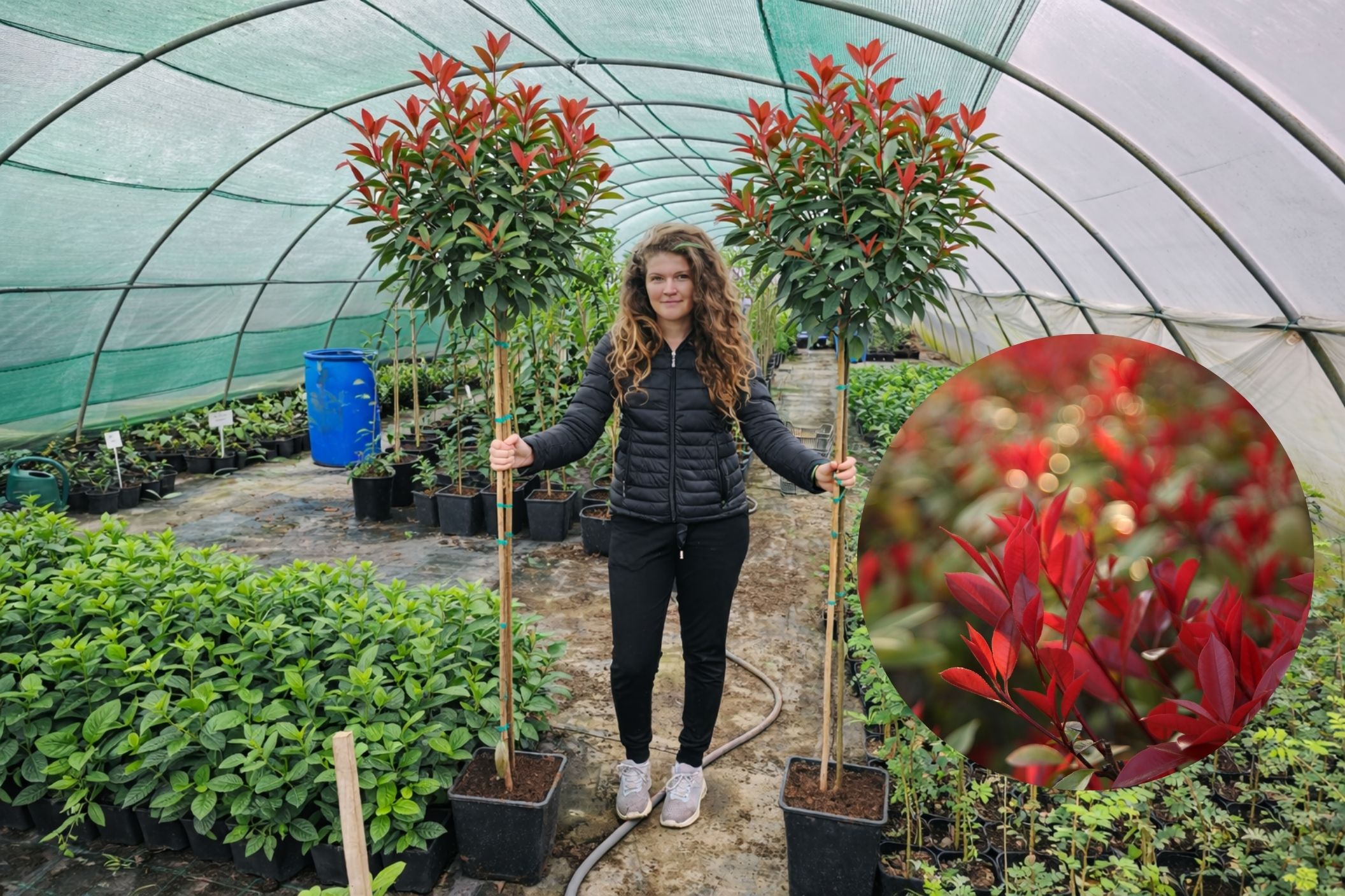 Korallberkenye-magas-törzsü-piros-söveny-ár-www.koronakert.hu-5 Magastörzsű korallberkenye, Photinia, Photinia vásárlás, korallberkenye ár, Photinia eladó, Photinia konténeres, Photinia szabadgyökerű, korallberkenye növény ár, Photinia telepítése, Photinia gondozása, Photinia metszése, korallberkenye sövény növény, Photinia sövény telepítés, Photinia növekedés, Photinia magasság, korallberkenye konténer méret, Photinia fagytűrés, Photinia télállóság, korallberkenye betegségek, Photinia betegségek, Photinia ültetési távolság, Photinia kertbe, korallberkenye elültetése, Photinia díszcserje, korallberkenye kert, Photinia vélemények, Photinia tippek, Photinia vásárlói vélemények, Photinia webshop, korallberkenye rendelés, vörös levelű sövény növény, Photinia red robin (angol)