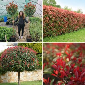 korallberkenye, Photinia, Photinia vásárlás, korallberkenye ár, Photinia eladó, Photinia konténeres, Photinia szabadgyökerű, korallberkenye növény ár, Photinia telepítése, Photinia gondozása, Photinia metszése, korallberkenye sövény növény, Photinia sövény telepítés, Photinia növekedés, Photinia magasság, korallberkenye konténer méret, Photinia fagytűrés, Photinia télállóság, korallberkenye betegségek, Photinia betegségek, Photinia ültetési távolság, Photinia kertbe, korallberkenye elültetése, Photinia díszcserje, korallberkenye kert, Photinia vélemények, Photinia tippek, Photinia vásárlói vélemények, Photinia webshop, korallberkenye rendelés, vörös levelű sövény növény, Photinia red robin (angol)