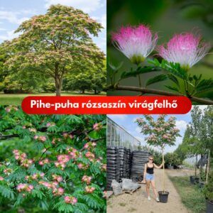 perzsa selyemakác, Albizia julibrissin, Albizia julibrissin vásárlás, selyemakác ár, Albizia julibrissin eladó, selyemakác konténeres, Albizia julibrissin rendelés, selyemakác szabadgyökerű, Albizia julibrissin webshop, selyemakác ültetése, Albizia julibrissin gondozása, selyemakác metszése, Albizia julibrissin növekedése, selyemakác magasság, Albizia julibrissin szélesség, selyemakác virágzás, Albizia julibrissin fagytűrés, selyemakác kertbe, Albizia julibrissin díszfa, selyemakác betegségek, Albizia julibrissin tippek, selyemakác online vásárlás, Albizia julibrissin konténer méret, selyemakác ültetési távolság, Albizia julibrissin vélemények, selyemakác gyors növekedés, Albizia julibrissin telepítési útmutató, selyemakác talajigény, Albizia julibrissin napfényigény, selyemakác átültetése, Albizia julibrissin téli gondozás, selyemakác virág szín, Albizia julibrissin botanikai leírás, selyemakác fajta.