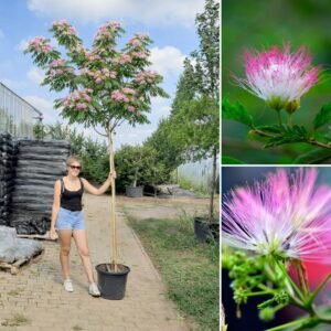 Selyemakac-ár-albizia-julib-ernyös-meditteran-diszfa-különleges-diszfa-www.koronakert.hu