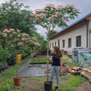 perzsa selyemakác, Albizia julibrissin, Albizia julibrissin vásárlás, selyemakác ár, Albizia julibrissin eladó, selyemakác konténeres, Albizia julibrissin rendelés, selyemakác szabadgyökerű, Albizia julibrissin webshop, selyemakác ültetése, Albizia julibrissin gondozása, selyemakác metszése, Albizia julibrissin növekedése, selyemakác magasság, Albizia julibrissin szélesség, selyemakác virágzás, Albizia julibrissin fagytűrés, selyemakác kertbe, Albizia julibrissin díszfa, selyemakác betegségek, Albizia julibrissin tippek, selyemakác online vásárlás, Albizia julibrissin konténer méret, selyemakác ültetési távolság, Albizia julibrissin vélemények, selyemakác gyors növekedés, Albizia julibrissin telepítési útmutató, selyemakác talajigény, Albizia julibrissin napfényigény, selyemakác átültetése, Albizia julibrissin téli gondozás, selyemakác virág szín, Albizia julibrissin botanikai leírás, selyemakác fajta.