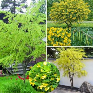 Borsofa-diszfa-Caragana arborescens-bokorfa-ar-www.koronakert.hu