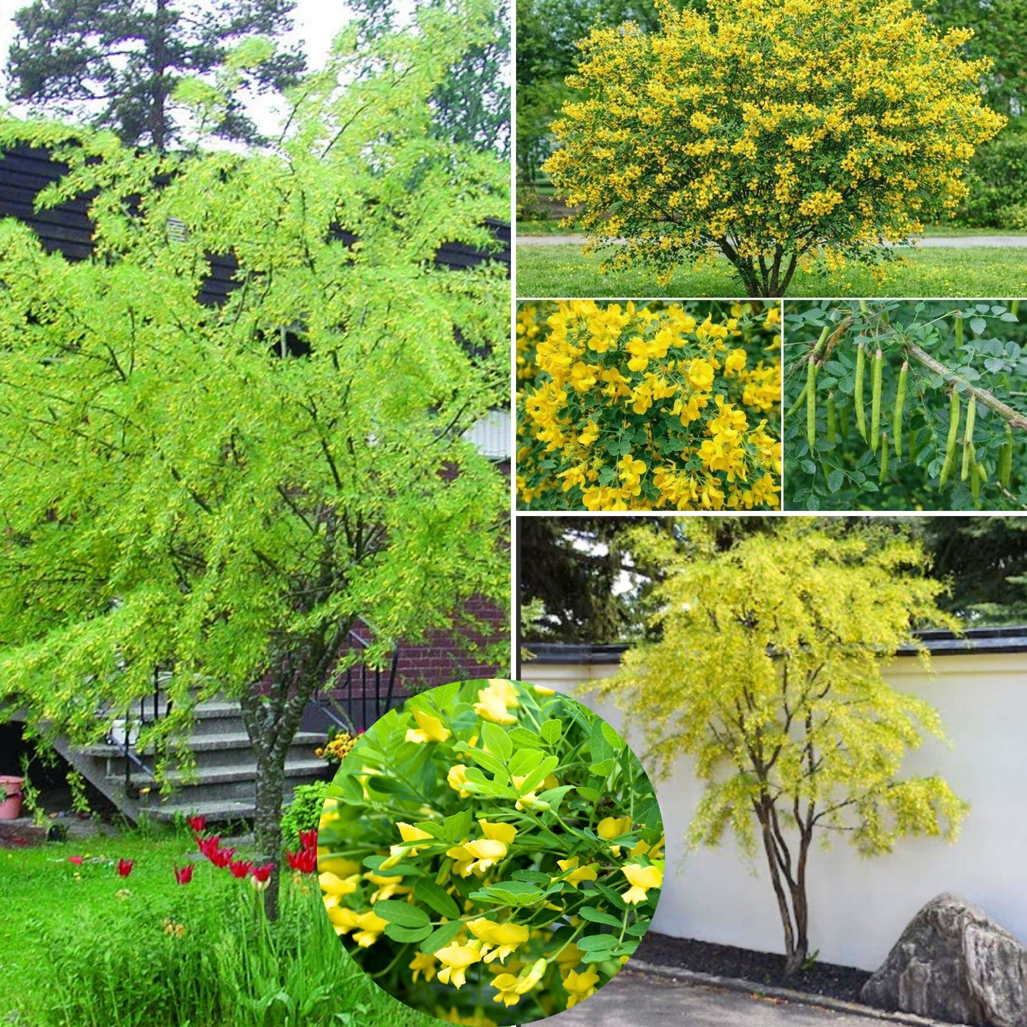 Borsofa-diszfa-Caragana arborescens-bokorfa-ar-www.koronakert.hu-10 Borsofa-diszfa-Caragana arborescens-bokorfa-ar-www.koronakert.hu