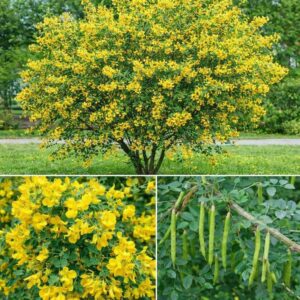 Borsofa-diszfa-Caragana arborescens-bokorfa-ar-www.koronakert.hu