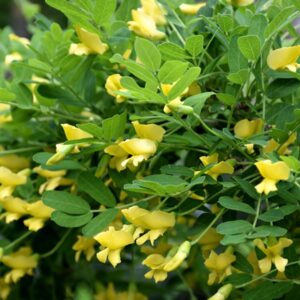 Borsofa-diszfa-Caragana arborescens-bokorfa-ar-www.koronakert.hu
