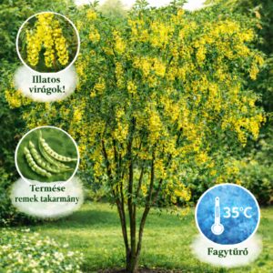 Borsofa-diszfa-Caragana arborescens-bokorfa-ar-www.koronakert.hu