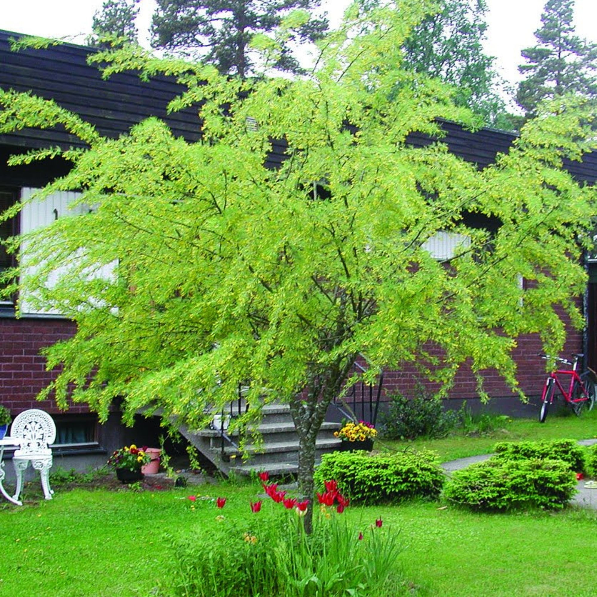 Borsofa-diszfa-Caragana arborescens-bokorfa-ar-www.koronakert.hu-6 Borsofa-diszfa-Caragana arborescens-bokorfa-ar-www.koronakert.hu