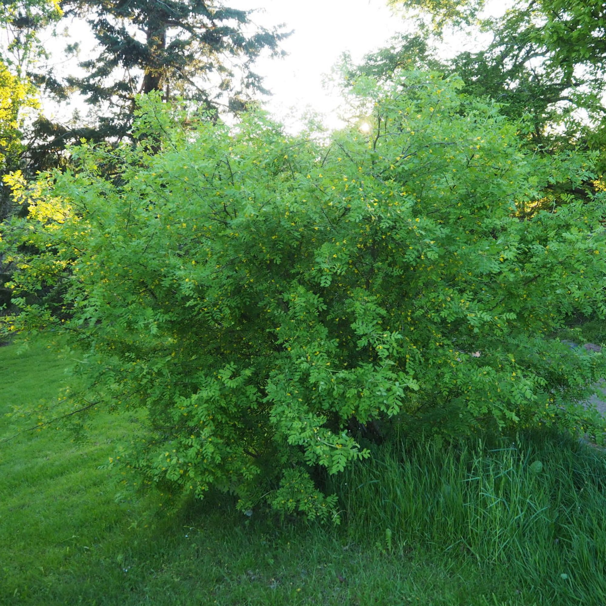 Borsofa-diszfa-Caragana arborescens-bokorfa-ar-www.koronakert.hu-8 Borsofa-diszfa-Caragana arborescens-bokorfa-ar-www.koronakert.hu